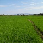 Landwirtschaft: Grundlage der ruandischen Wirtschaft