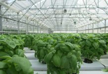 Klimawandel und Energiewende - Ressourcenschonung mit Indoor-Farming