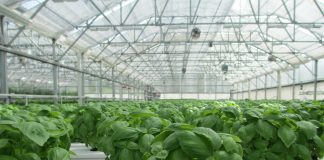 Klimawandel und Energiewende - Ressourcenschonung mit Indoor-Farming