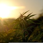 Medizinisches Cannabis in Europa