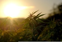 Medizinisches Cannabis in Europa
